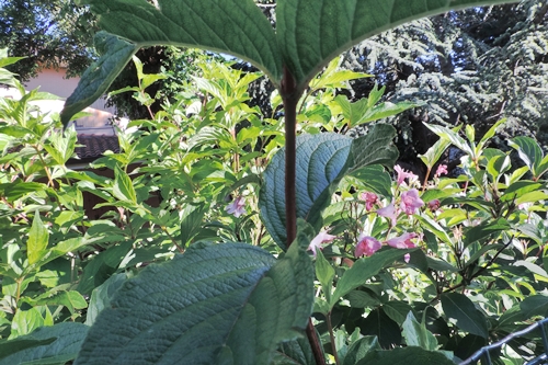 Weigela florida (Caprifoliaceae)